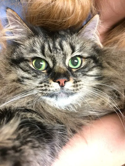 Companion Animal Hospital 6