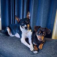 Rush Veterinary Center ico