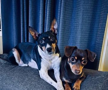 Rush Veterinary Center