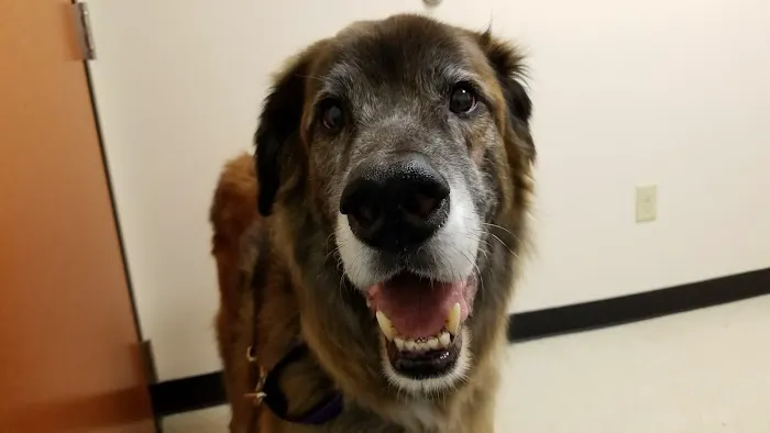 Rush Veterinary Center 3