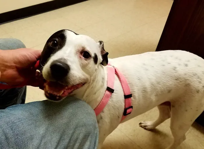 Rush Veterinary Center 4