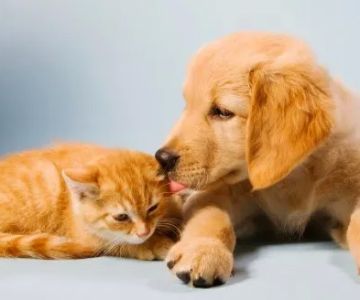Brookhill Animal Hospital