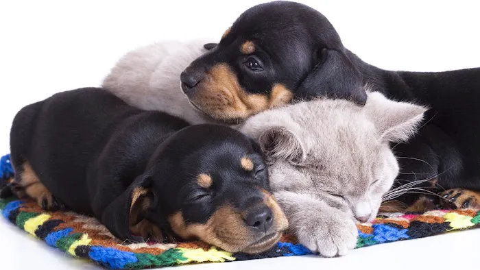 West Hazleton Veterinary Hospital 10
