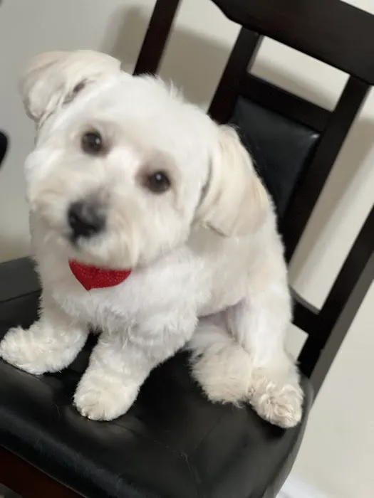 VetIQ Petcare Vaccination Clinic 1