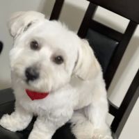 VetIQ Petcare Vaccination Clinic ico