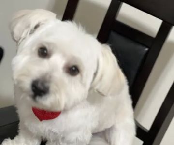 VetIQ Petcare Vaccination Clinic