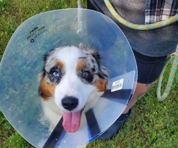 Susquehanna Trail Animal Hospital