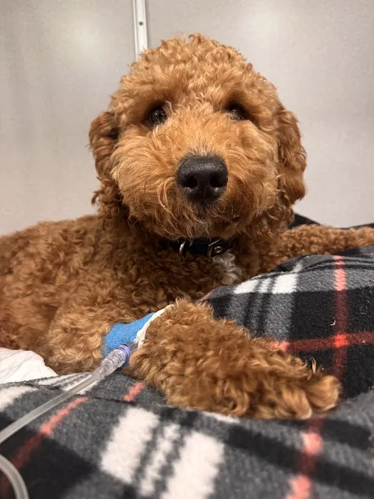 Animal Emergency Center 4