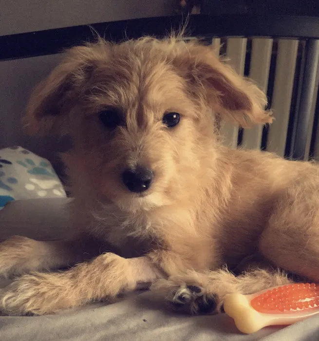 Animal Emergency Center 9