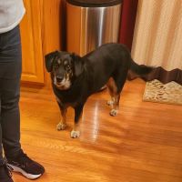 Animal Emergency Center ico