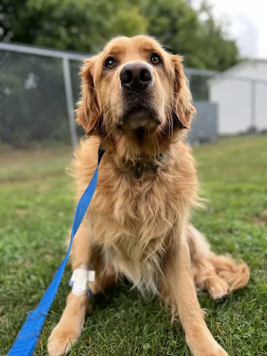 Animal Emergency Center 8