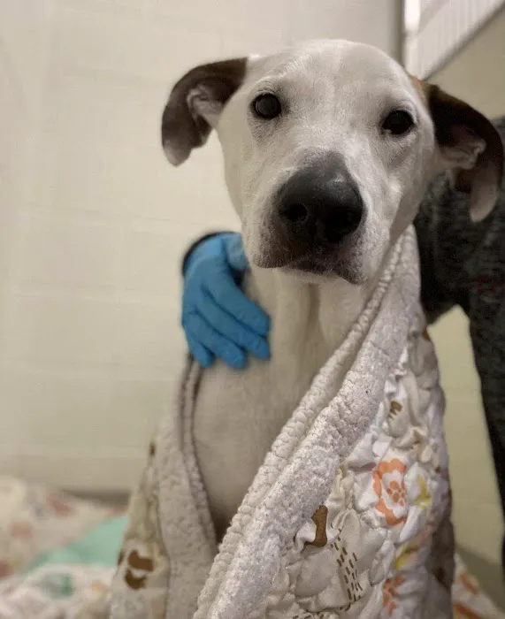 Animal Emergency Center 5