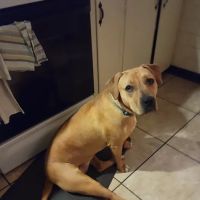 Lewisburg Veterinary Hospital ico