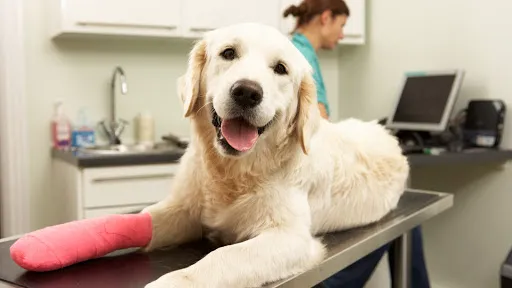 Lewisburg Veterinary Hospital 7
