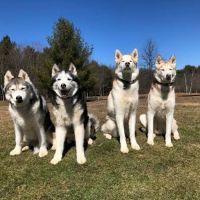 Mahoning Valley Animal Hospital ico