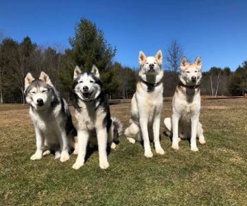 Mahoning Valley Animal Hospital