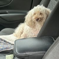 Dragonfly Holistic Veterinary Care ico