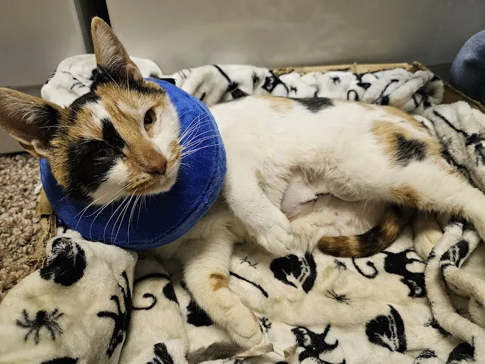 Hazleton Veterinary Hospital 7