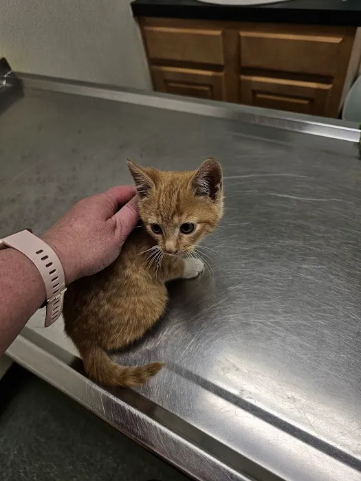 Hazleton Veterinary Hospital 6