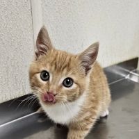 Hazleton Veterinary Hospital ico