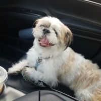 BluePearl Pet Hospital ico