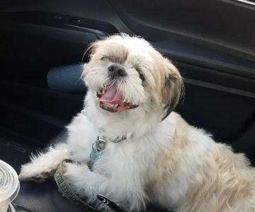BluePearl Pet Hospital