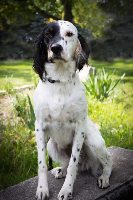 BluePearl Pet Hospital 3