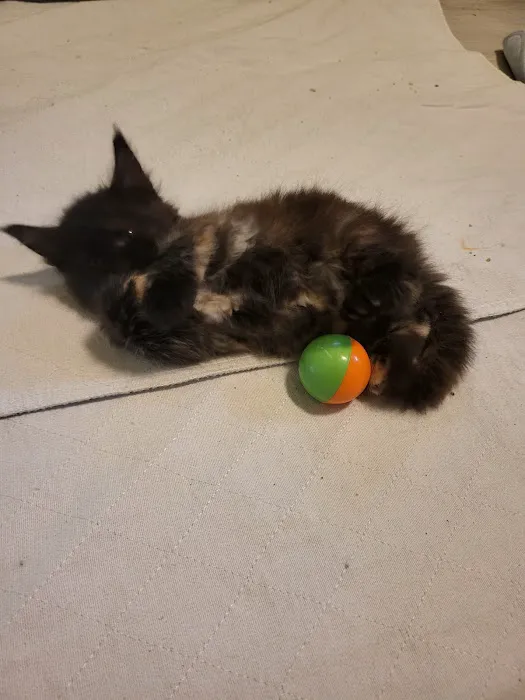kosmikcattery 4