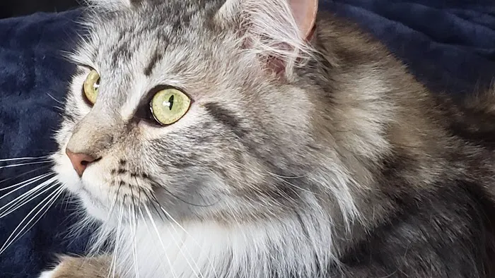 kosmikcattery 6
