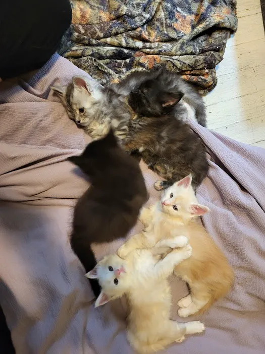 kosmikcattery 9