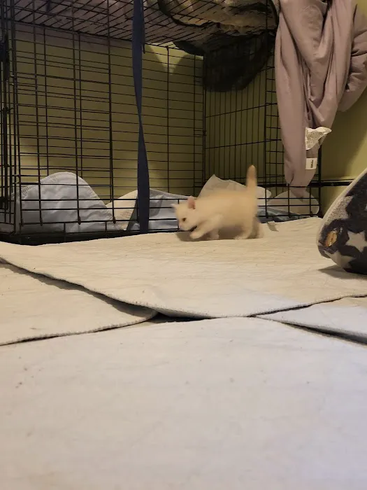 kosmikcattery 7