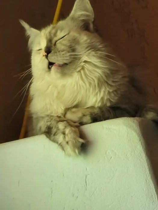 kosmikcattery 3