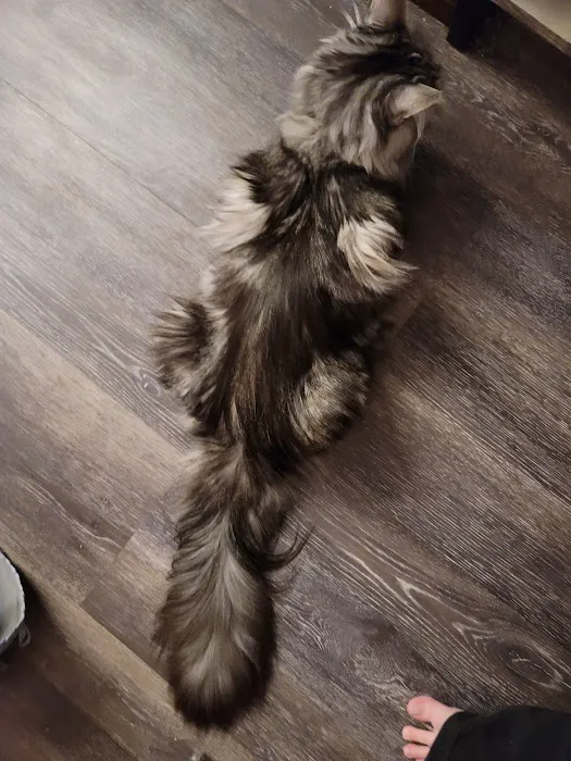 kosmikcattery 5
