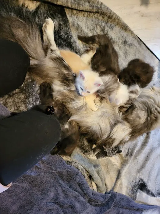 kosmikcattery 1