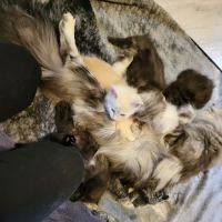 kosmikcattery ico