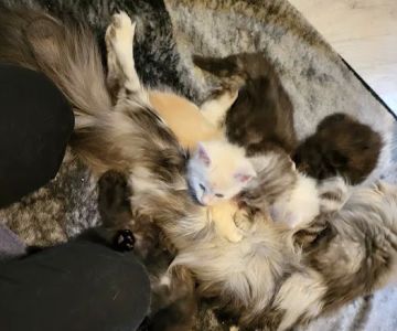 kosmikcattery