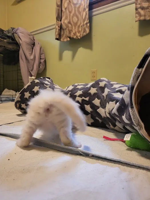 kosmikcattery 2
