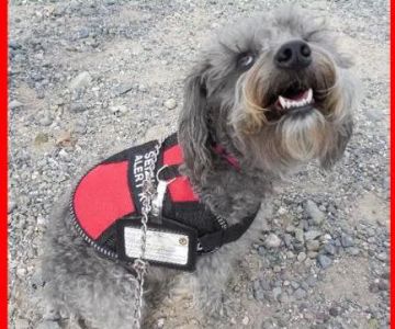 AMBOY VETERINARY CLINIC