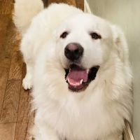 River Ridge Animal Hospital ico