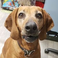 Polo Animal Hospital ico