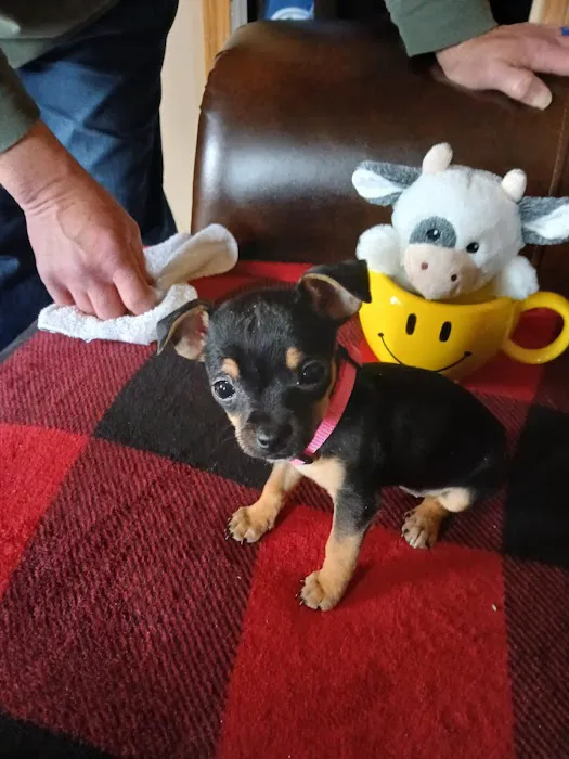 Polo Animal Hospital 9