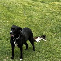 Blue Mountain Animal Clinic ico