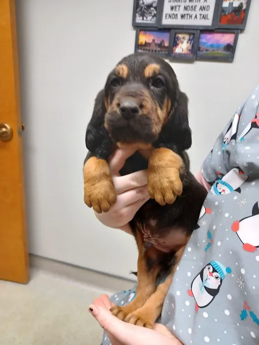 Blue Mountain Animal Clinic 3