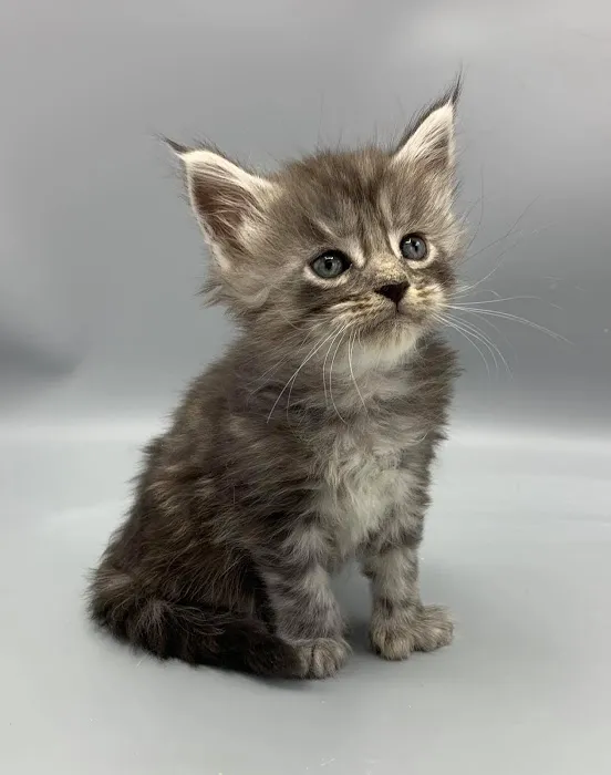 Enchanted Kittens 1