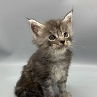 Enchanted Kittens ico