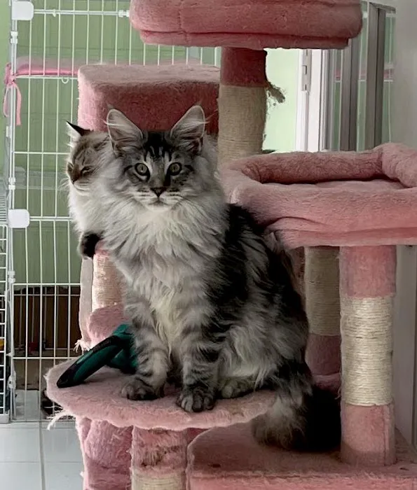 Enchanted Kittens 5