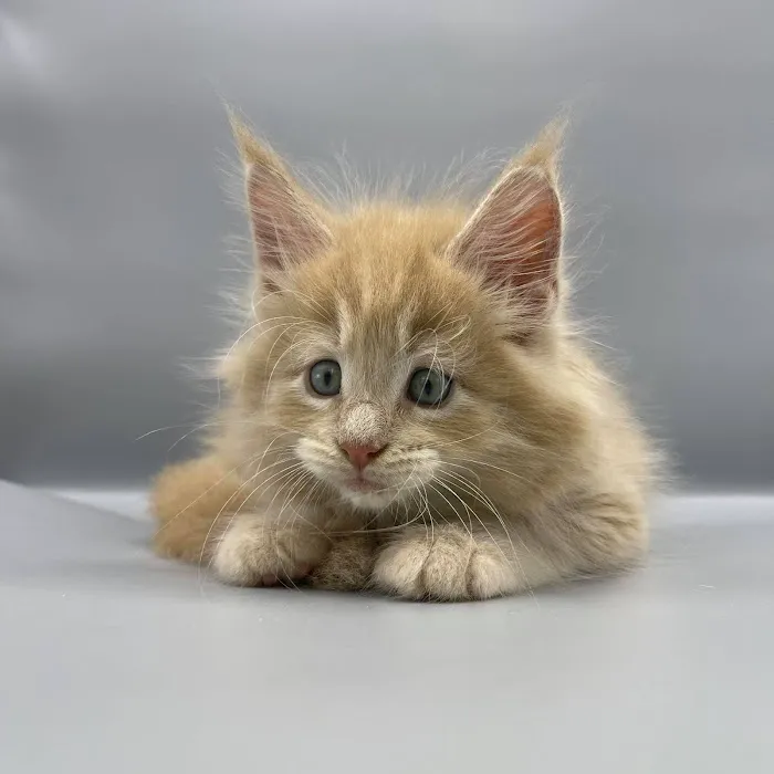 Enchanted Kittens 4