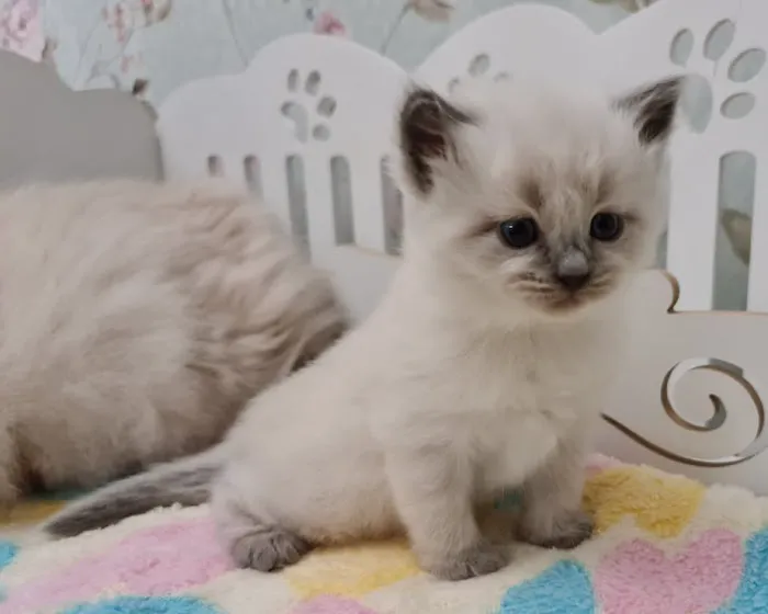 Enchanted Kittens 6