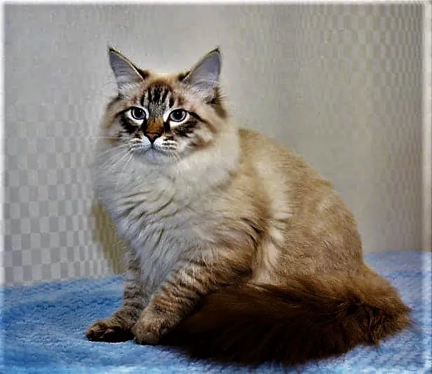 Enchanted Kittens 2