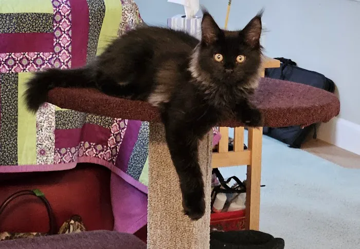 Enchanted Kittens 3